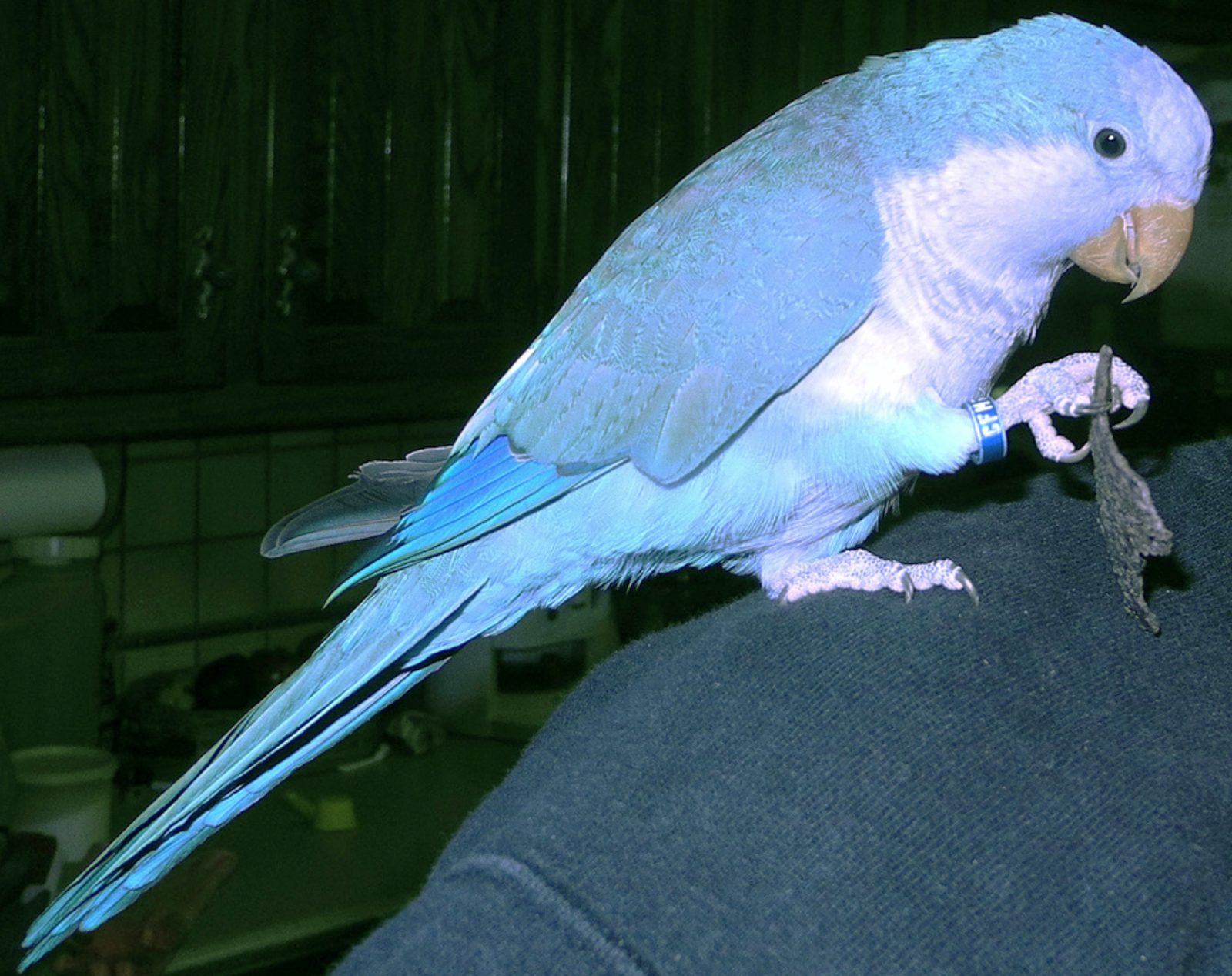 Blue Quaker Parrots: Quaker Parrot Color Variations