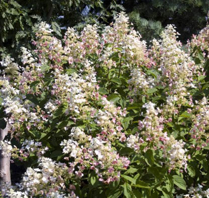 Garden Musings Hydrangea Heaven