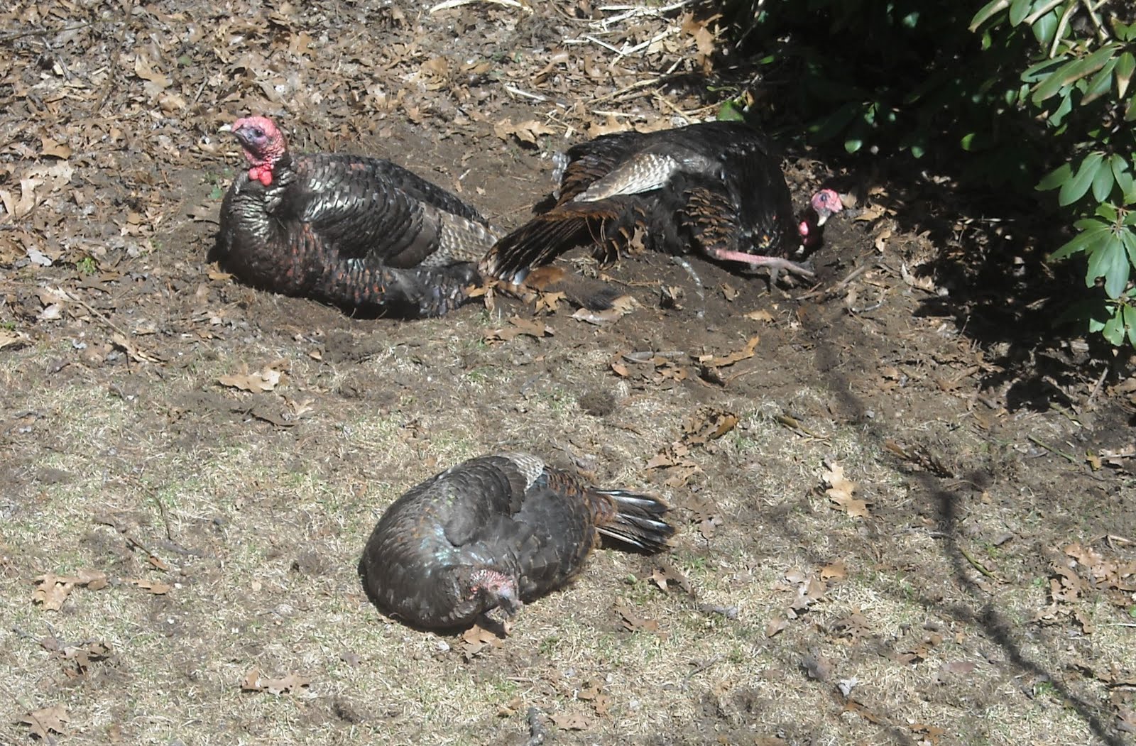 Nature Is My Elixir Turkeys love their dust baths
