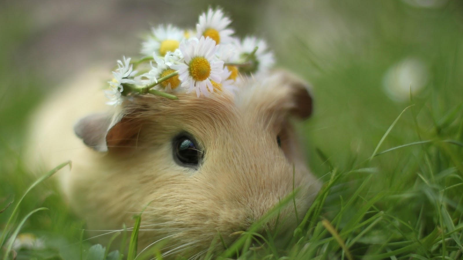 Sweet Guinea Pig Mystery Wallpaper