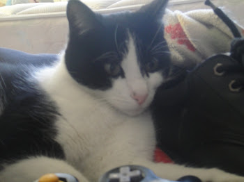 GAMER CAT