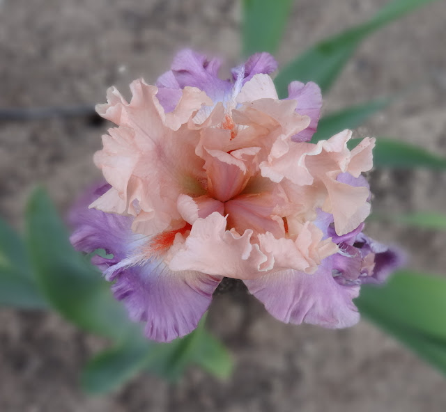 Hinodegiri Stock Photos Hinodegiri Stock Images Alamy