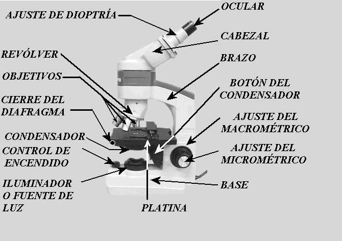 El-Microscopio-Y-Sus-Partes Enviar por correo electrónico Escribe un blog Compartir con Twitter ...