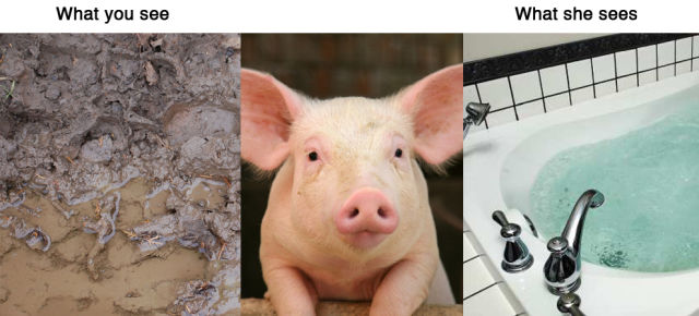 Animal Reality vs. Human Reality ~ Fun Quotes Blog