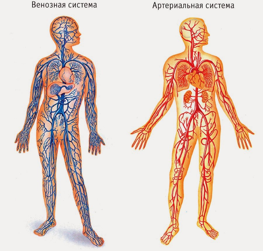 10 главных научных заблуждений