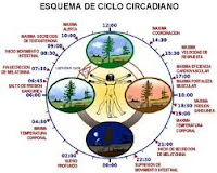 La actividad cerebral (y demás procesos biológicos) de cualquier ser viviente es un fenómeno que se manifiesta siempre con una variación regular y no como un proceso continuo. La actividad cerebral al igual que la vida misma es un fenómeno rítmico. Así, cuando estudiamos una actividad vital como lo es la actividad cerebral en relación al tiempo, nos encontramos con “relojes biológicos” internos conocidos como Ritmos circadianos. Son procesos que se repiten cada 24 horas. Son fundamental-Mente metabólicos; producen una variación sucesiva de la actividad funcional del ser vivo como un todo, o en alguna función particular por parte principalmente del sistema endocrino u hormonal, todo esto regulado por el cerebro en su totalidad.