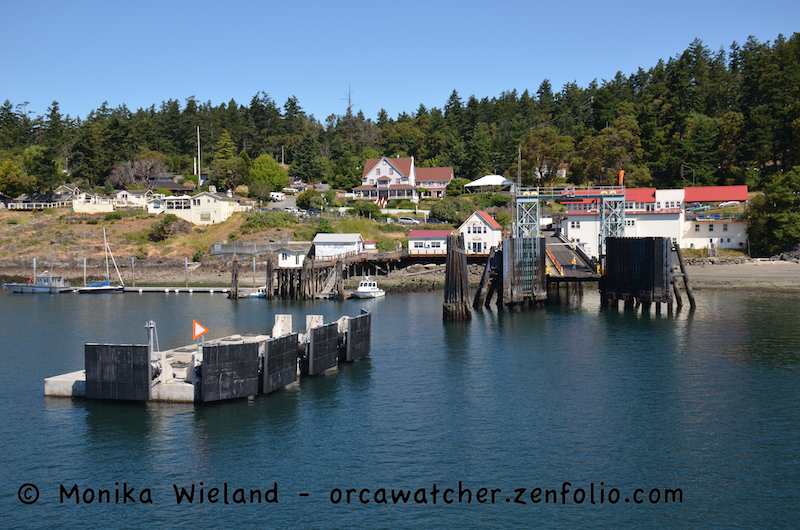 Orca Watcher Shaw Island