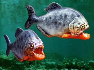 Gambar ikan terganas di dunia