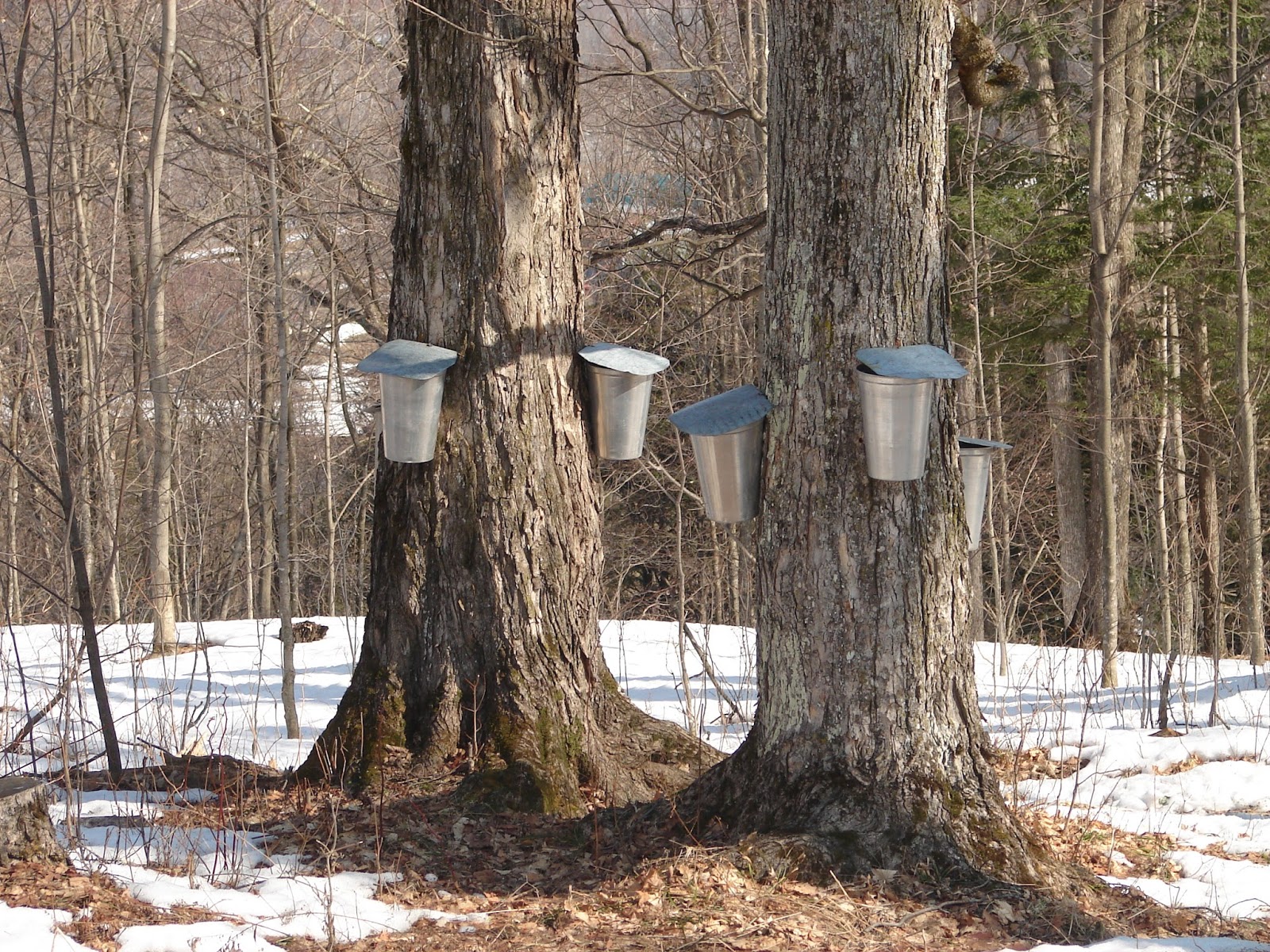 National Maple Syrup Day 17th December Kitchen Talk and Travels