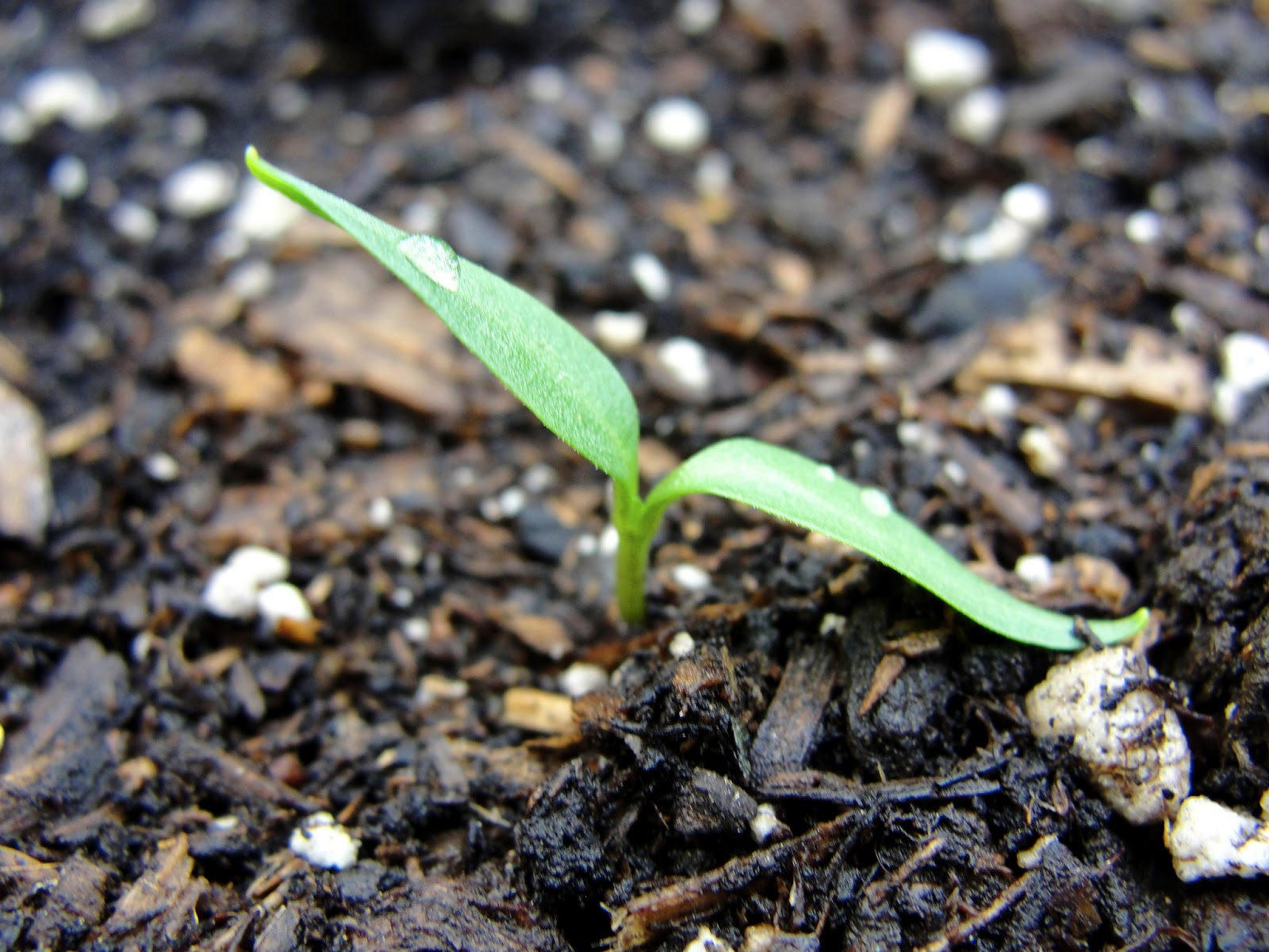 Feeding Hunger Recycled Urban Gardening Picture Post Update