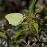 Citronsommerfugl