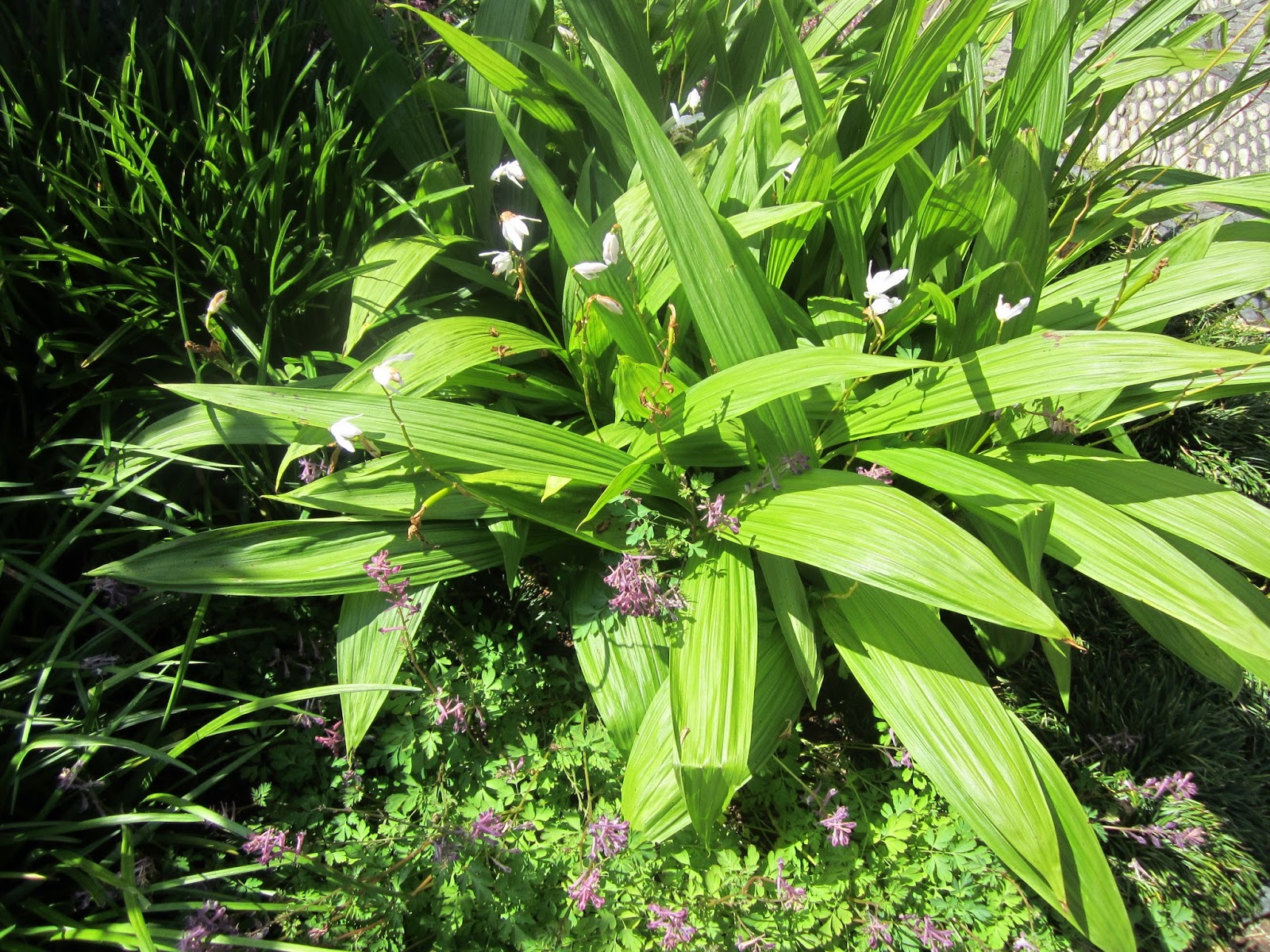 Sprouts: Chinese Garden-Portland, OR
