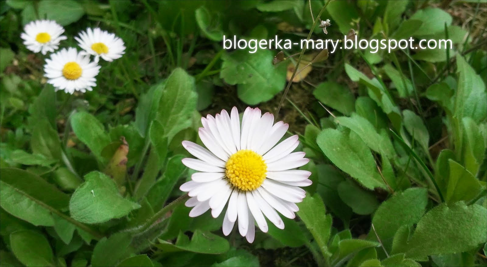 Blog Marysi ♥ 