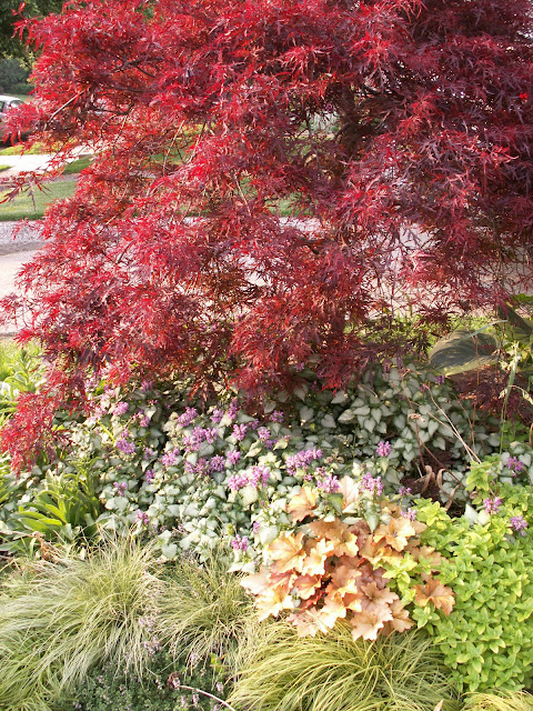 A Study in Contrasts: My Neglected (but Beautiful) Front Yard