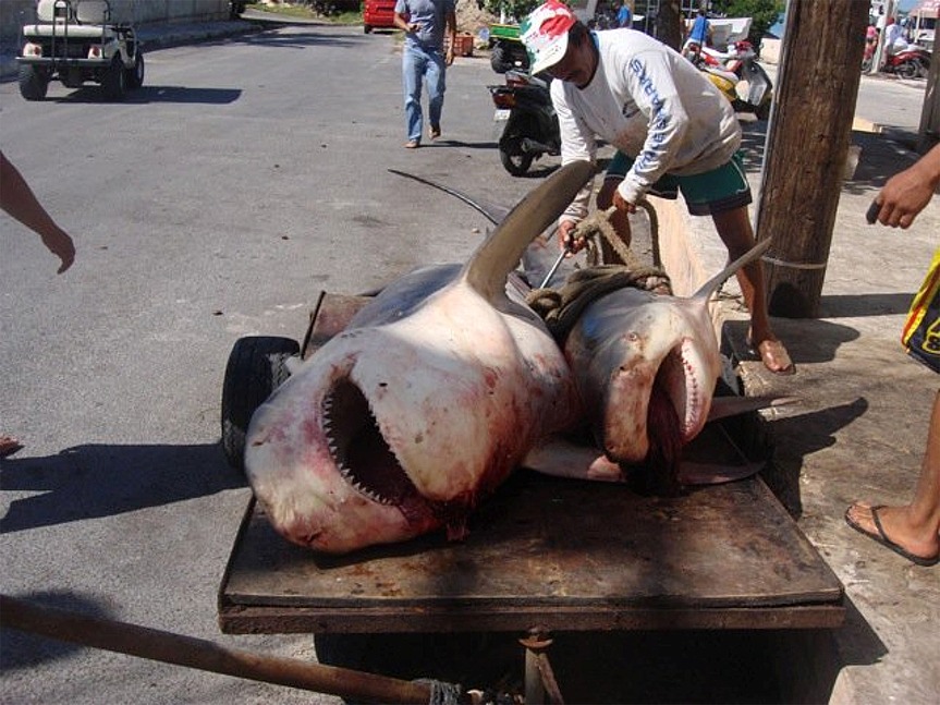 shark attack cancun