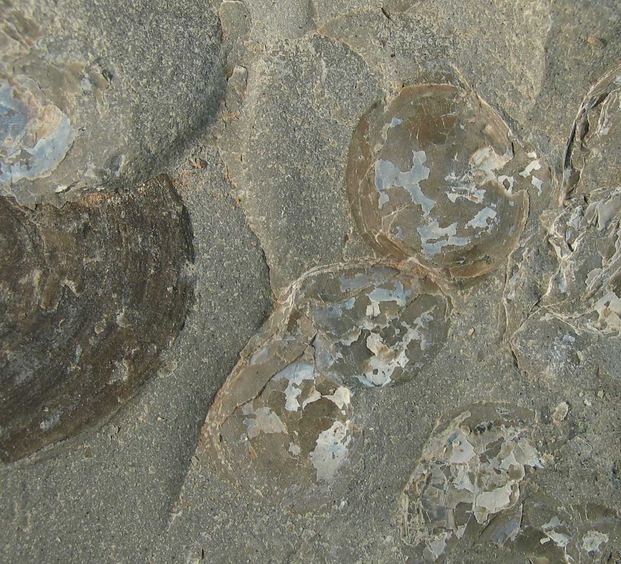 Louisville Fossils and Beyond Carbonaceous Filmed Pelecypod Fossil