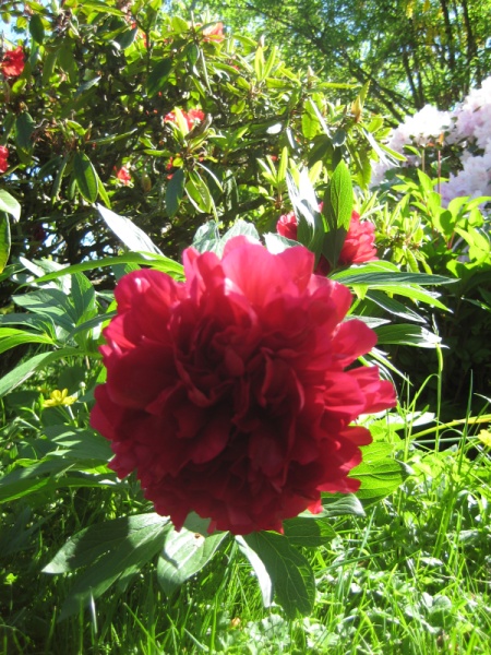 Emily's Flower Garden, YT hr2jmLSsZO0 (18) @iMGSRC.RU