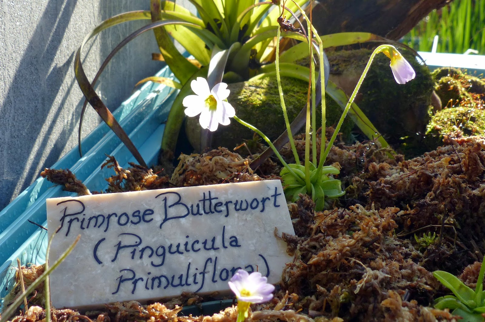 MOSI Outside Savage Garden Primrose Butterwort