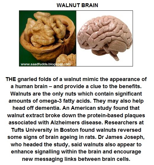 Saad Fudda Walnut Brain