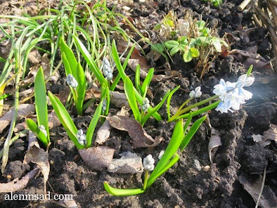 Puschkinia scilloides, пушкиния, весна, веcной, ростки, черенки, аленин сад, aleninsad