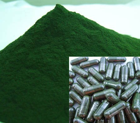 bingung panen spirulina ini cara pengolahannya alam ikan bingung panen spirulina ini cara pengolahannya alam ikan