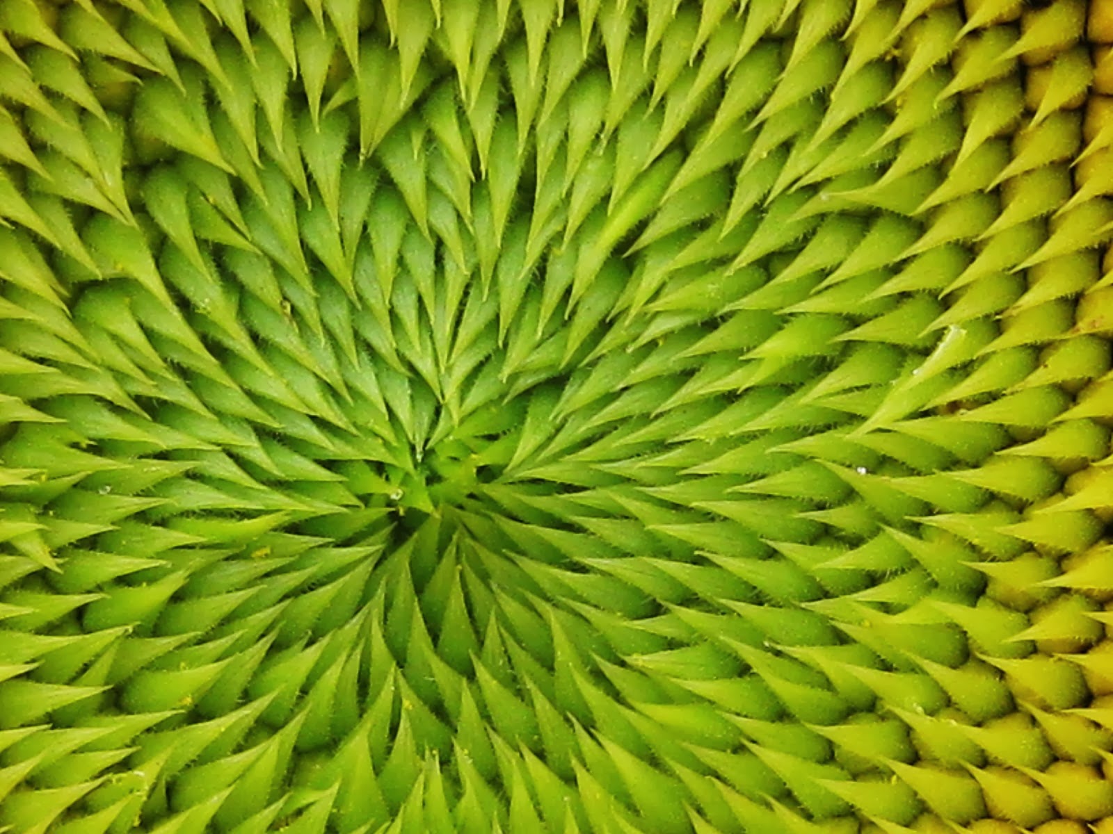 Der Goldene Schnitt Der Goldene Schnitt Und 4 D Eigenwahrnehmung