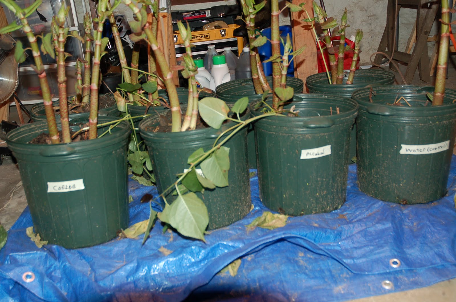 Senior Science Project How to kill Japanese Knotweed