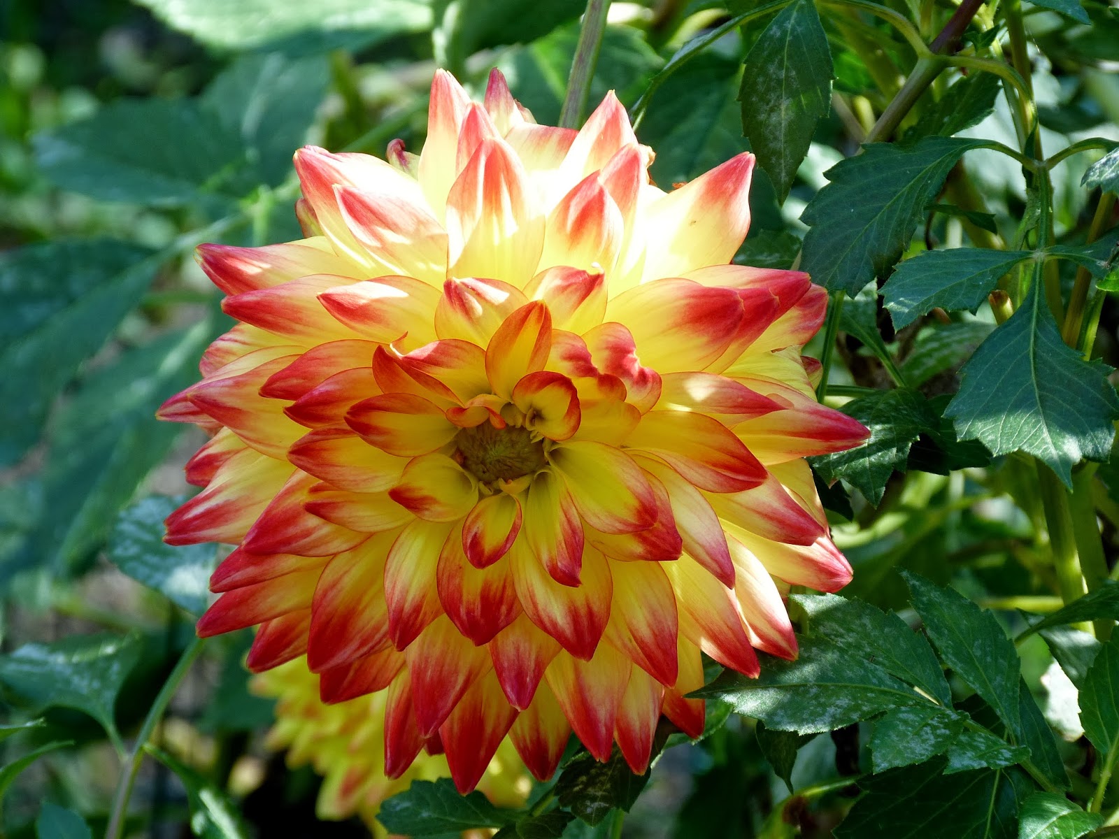 TEXTURA NATURA DALIAS