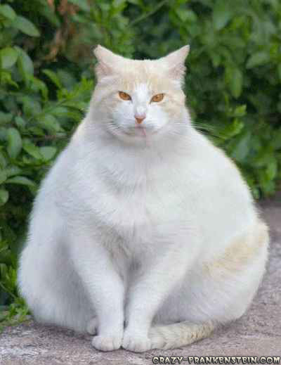 White+Fat+Cat.jpg
