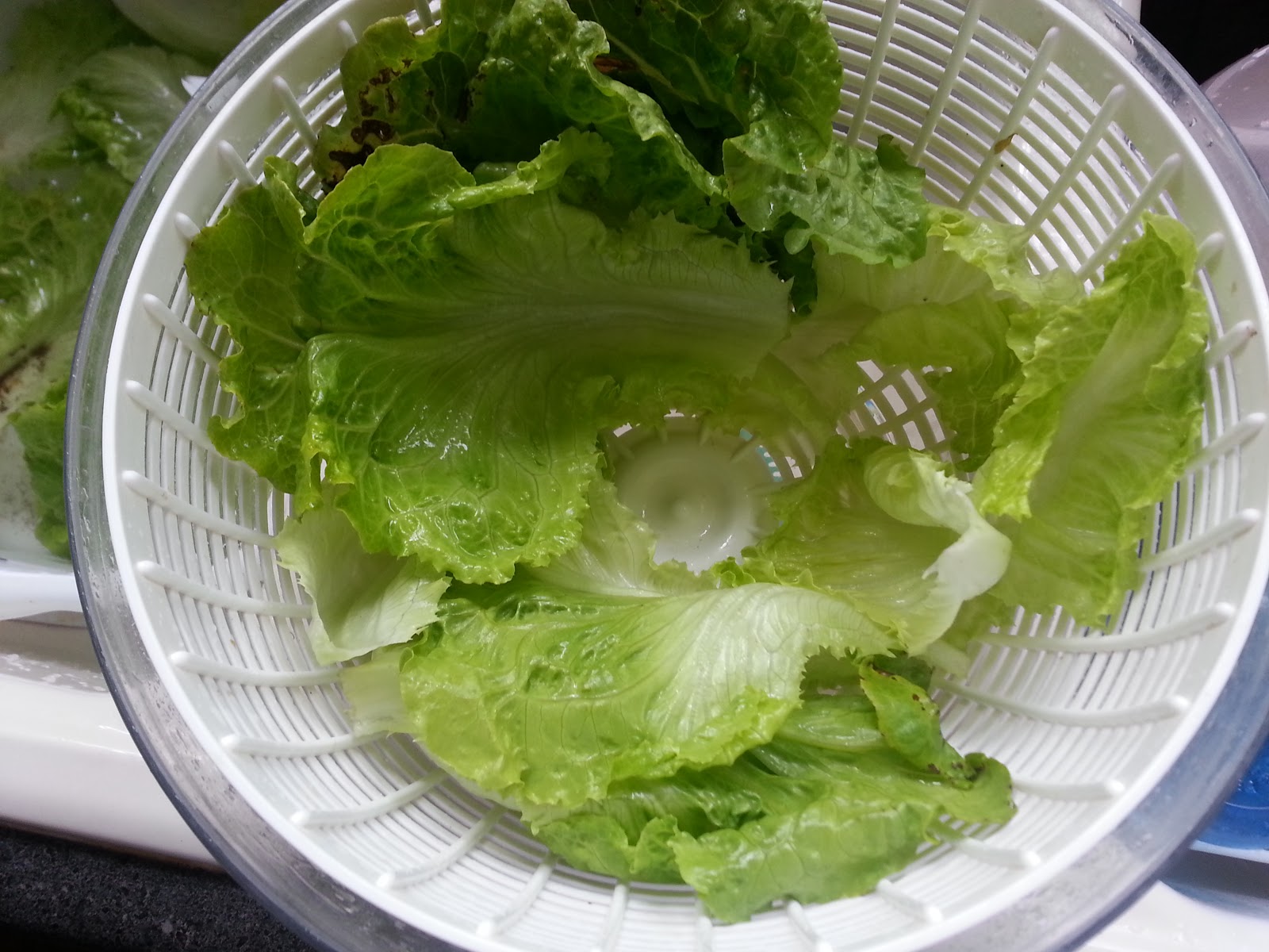 full tummies Lettuce Prep and Storage