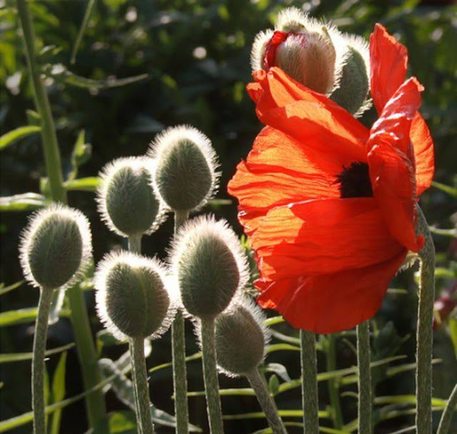 Hairy Flowers