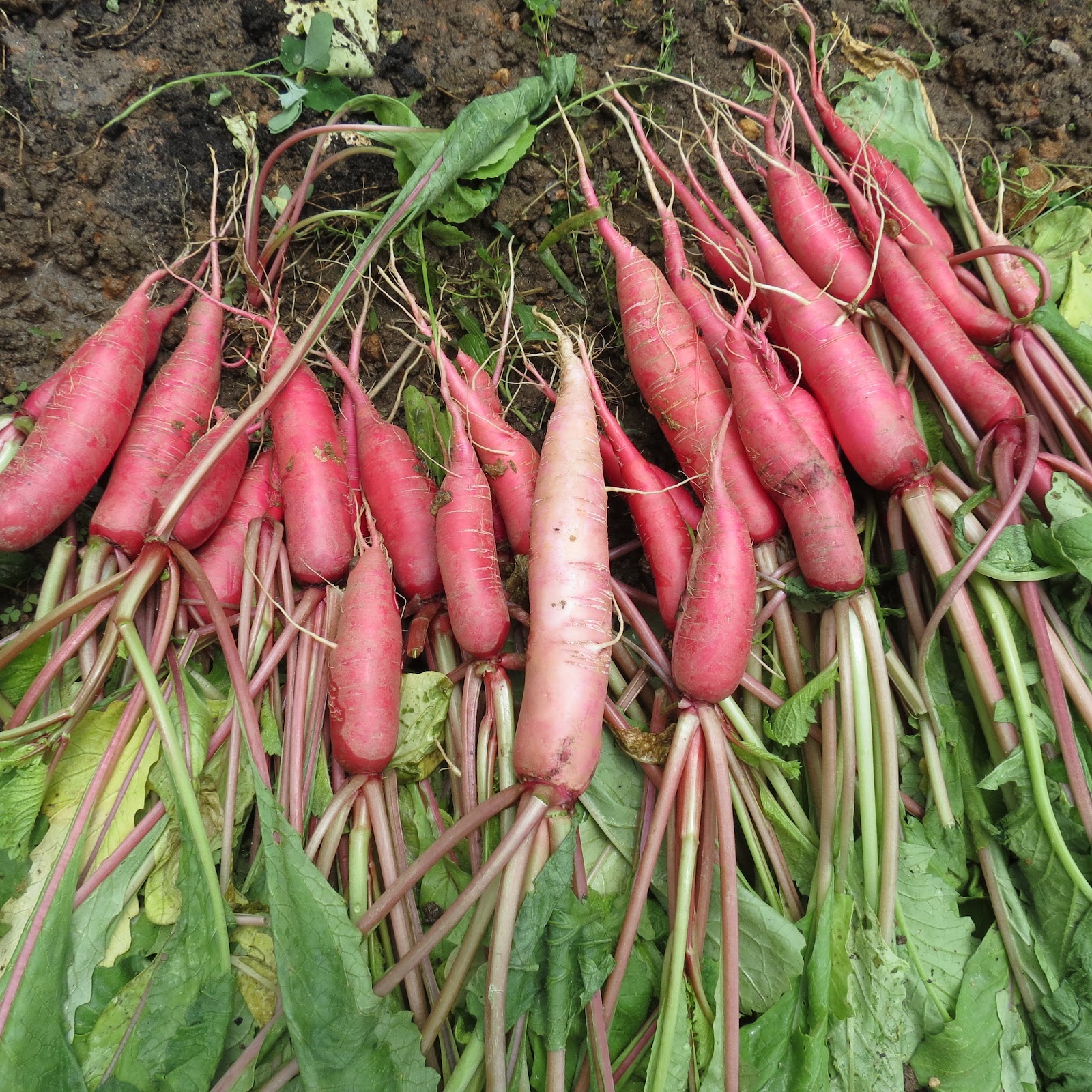The Rusted Vegetable Garden