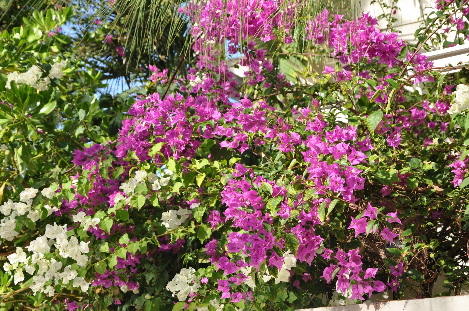 32 Best Purple Foliage Images Plants Purple Garden