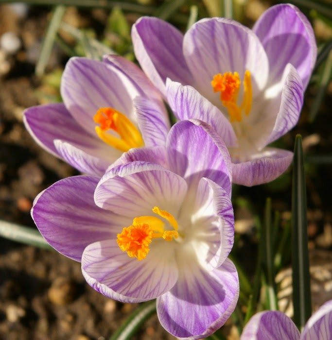 Future Plants By Randy Stewart Azalea Deciduous Hybrids