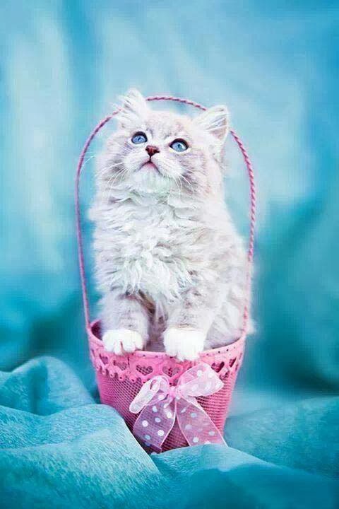 lovely pink cat looking in front of the sky lovely pink cat looking in front of the sky