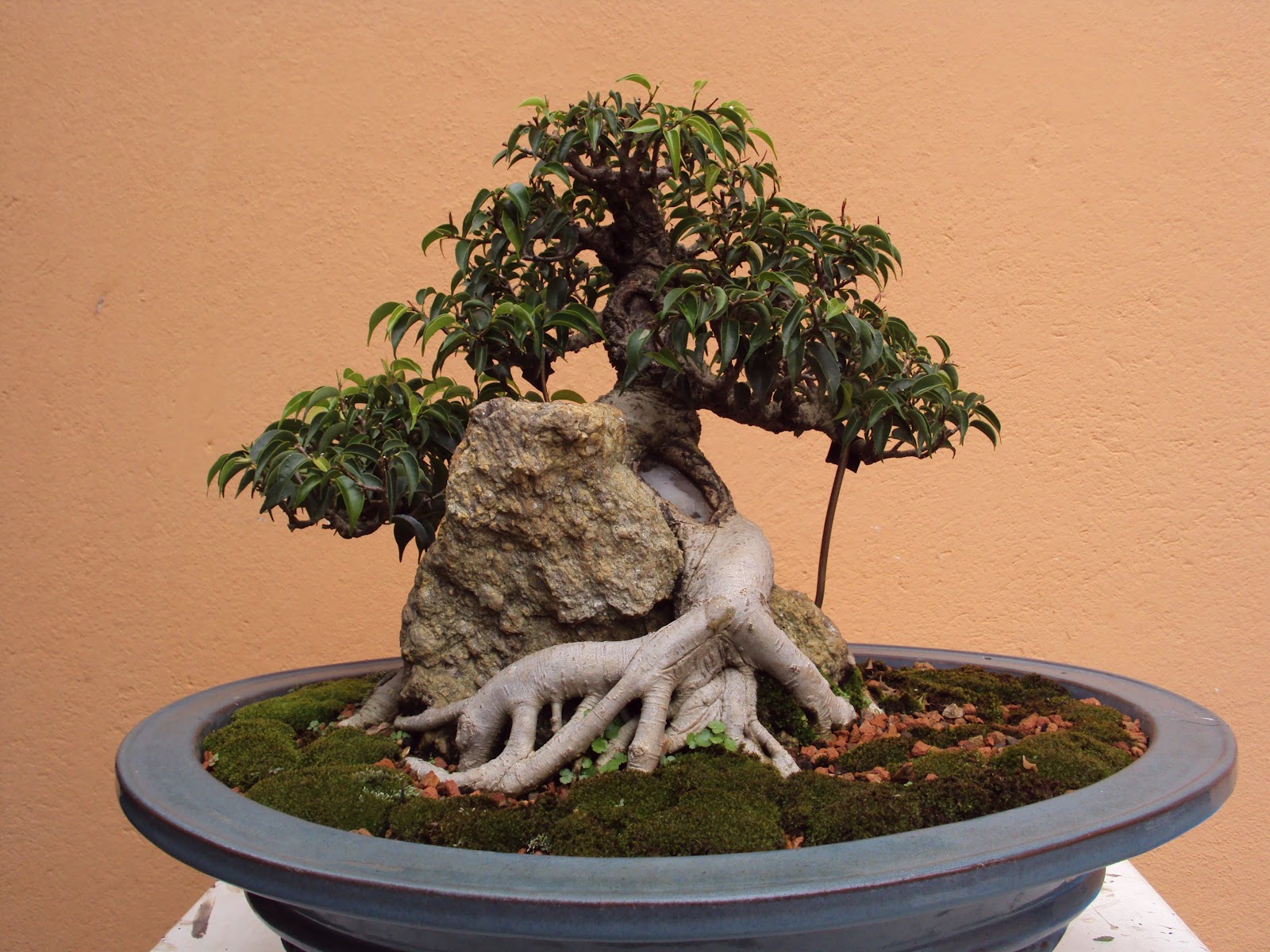 Bonsai Minas Ficus na pedra