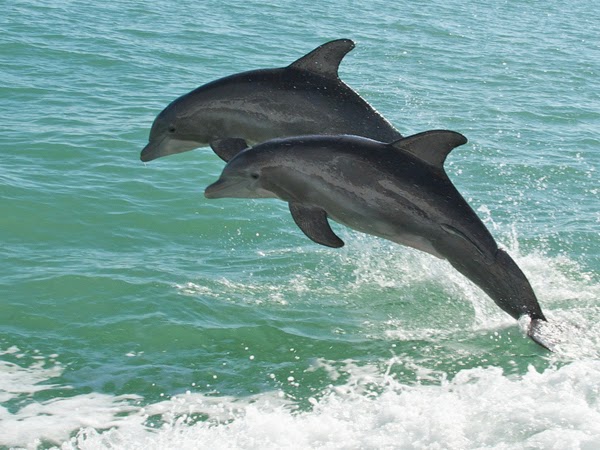 World In Translation La Lingua Dei Delfini Tradotta In Tempo Reale