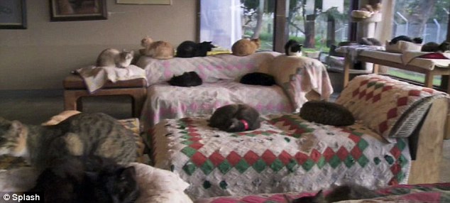 The Animal Zone In The Mog House Meet The Woman Who Has 700 Cats