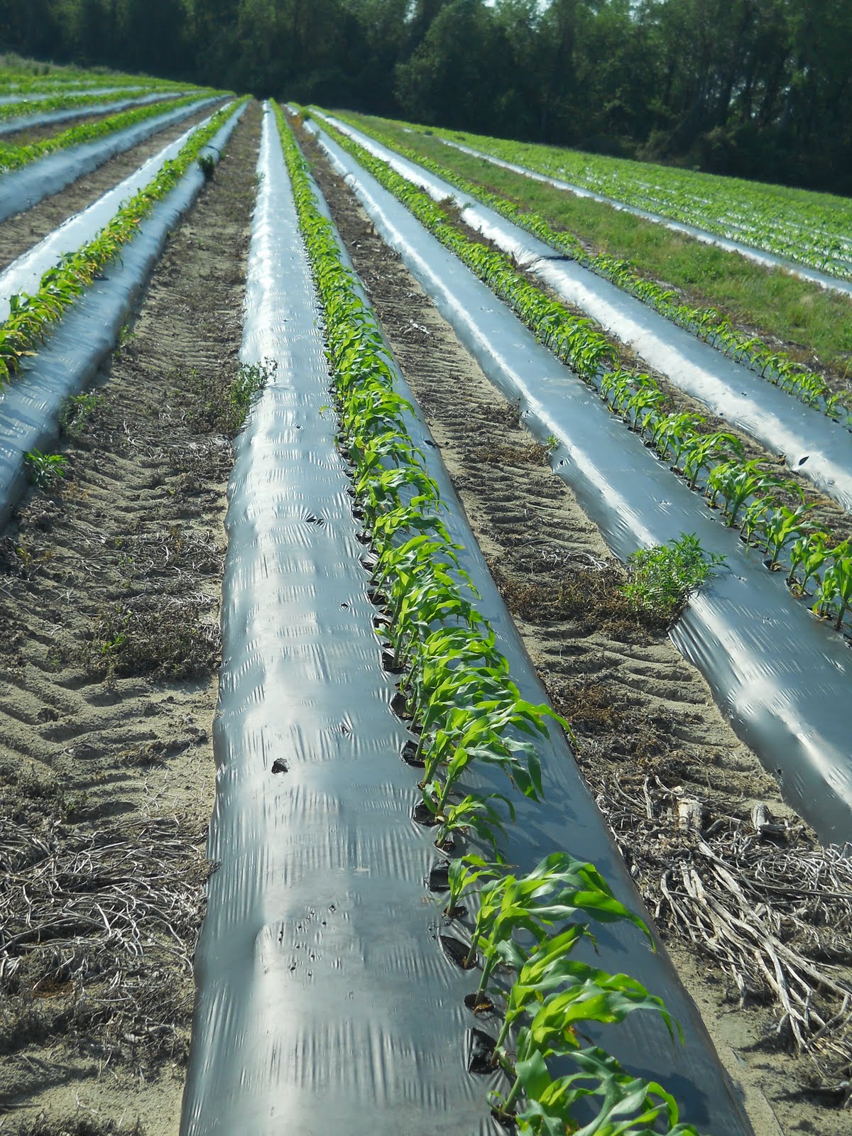 corn+rows.JPG