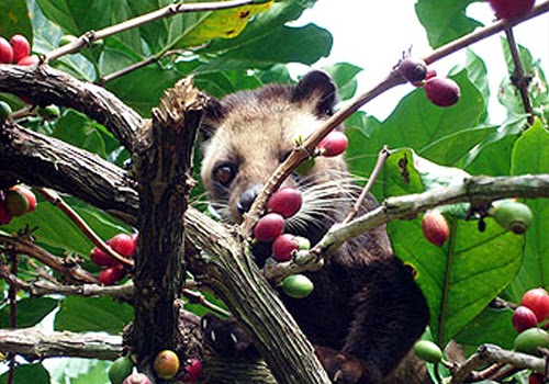 Kawasan Wisata Agro Mengwi Badung Tempat Menikmati Kopi Luwak di Bali Tempat Menikmati Kopi Luwak di Bali