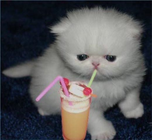 cute puppies and kittens with kittens with guns. cute puppies and kittens with
