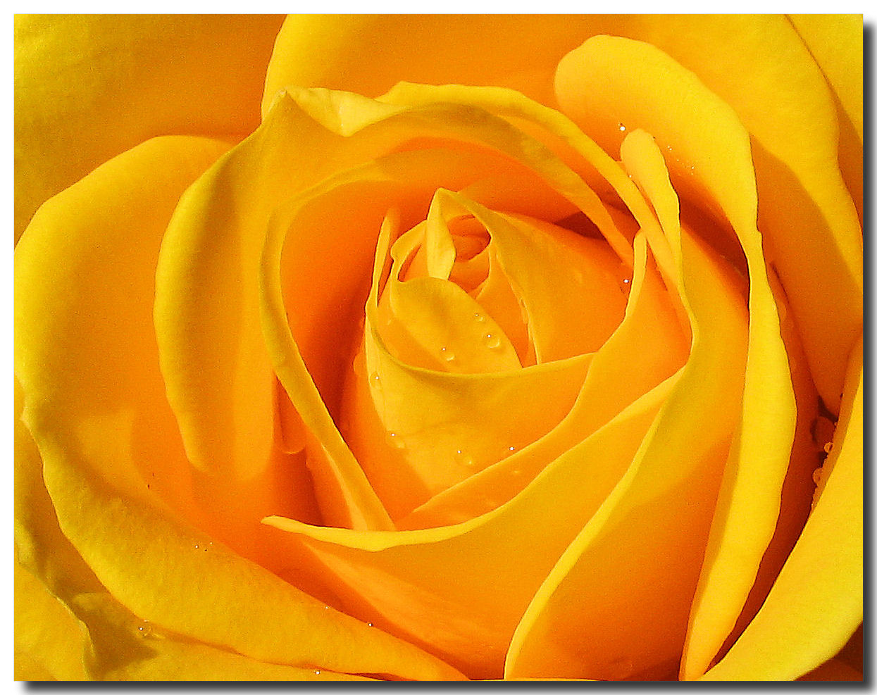 http://2.bp.blogspot.com/-3Geq0h_bW6Q/UFzL93aAggI/AAAAAAAAAEo/mTGeOiqB-Ws/s1600/yellow-rose-flowers-desktop-wallpapers-2.jpg