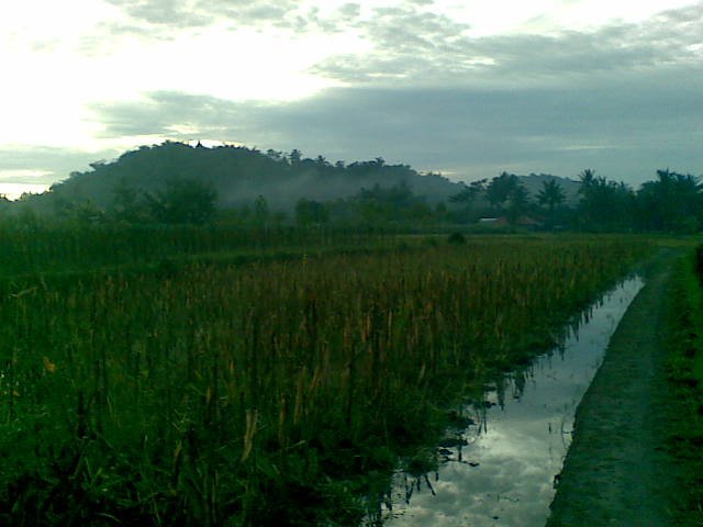 hamparan sawah dan gunung