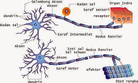 Hamasah Sistem Saraf Hamasah Sistem Saraf