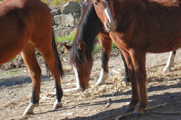 OTOÑADA VALLE DEL JERTE. II Rally Fotográfico Infantil OTOÑADA VALLE DEL JERTE. II Rally Fotográfico Infantil