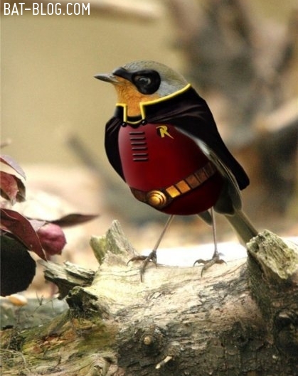 robin-bird-wonder-funny-batman.jpg