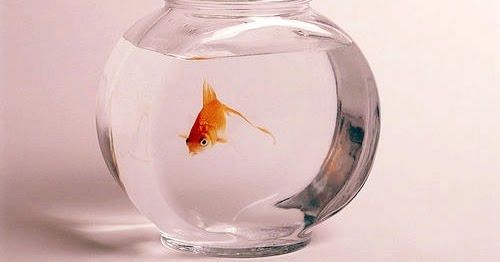 pump for goldfish tank pump for goldfish tank