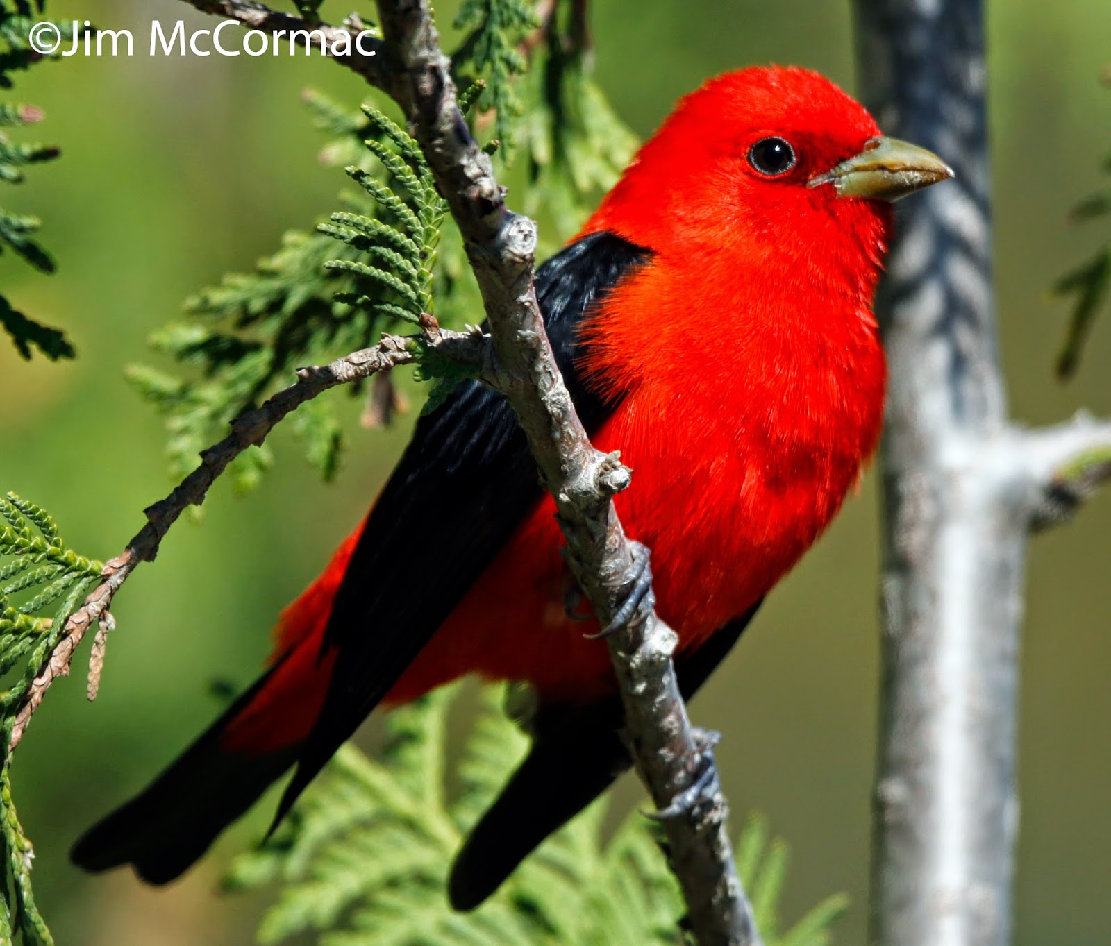 Ohio Birds and Biodiversity Northern Michigan birds