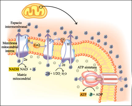 Fosforilacion Oxidativa Y Cadena Respiratoria Pdf