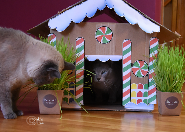 Faraday glares at Maxie from inside the Gingerbread House as he noms on the landscaping.